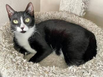 Rescue Domestic Short Hair Cats for Adoption in Englewood, Florida - Katie | PetCurious