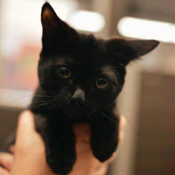 Salem -  Domestic Short Hair Cat for Adoption in Vallejo, California - Salem | PetCurious
