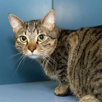 Domestic Short Hair Cats Available for Adoption in Methuen, Massachusetts - BASHFUL | PetCurious
