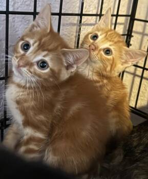 Domestic Short Hair Cats Available for Adoption in Boca Raton, Florida - Maverick & Ace BONDED | PetCurious