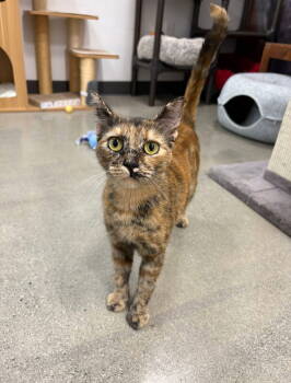 Rescue Domestic Short Hair Cats for Adoption in Cypress, California - Ember | PetCurious