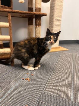 Rescue Domestic Short Hair Cats for Adoption in Rochester, New York - Molly | PetCurious