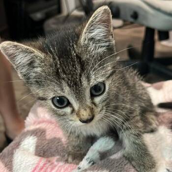 Domestic Short Hair Cats Available for Adoption in Pinellas Park, Florida - Pickles | PetCurious