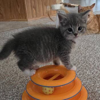 Tamika (green) -  Domestic Short Hair Cat for Adoption in Baltimore, Maryland - Tamika (green) | PetCurious