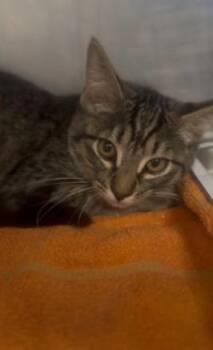 Rescue Tabby Cats for Adoption in Shasta Lake, California - Matter | PetCurious