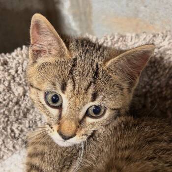 Sterling -  Domestic Short Hair Cat for Adoption in Mocksville, North Carolina - Sterling | PetCurious