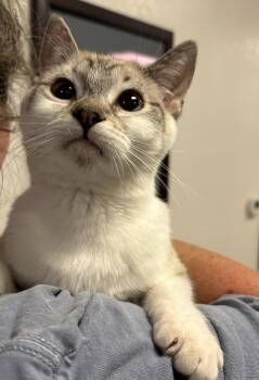 Siamese Cats Available for Adoption in Vacaville, California - Yarrow ( BC) | PetCurious