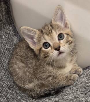 Tilly -  Domestic Short Hair Cat Available for Adoption in Pittsboro, North Carolina - Tilly | PetCurious
