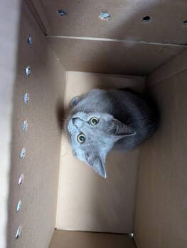 Tao- MD -  Domestic Short Hair Cat for Adoption in Fort Walton Beach, Florida - Tao- MD | PetCurious
