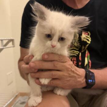 Mirabel -  Domestic Short Hair Cat Available for Adoption in Las Vegas, Nevada - Mirabel | PetCurious