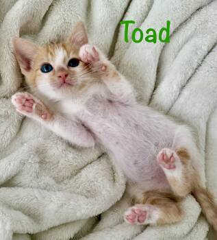 Toad -  Domestic Short Hair Cat for Adoption in Reston, Virginia - Toad | PetCurious