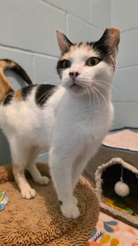 Lauretta -  Domestic Short Hair Cat for Adoption in Smithtown, New York - Lauretta | PetCurious