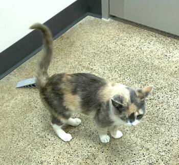 Pixie (FCID# 04/29/2026 - 29 West Chester PS) -  Dilute Calico Cat for Adoption in Greenville, Delaware - Pixie (FCID# 04/29/2026 - 29 West Chester PS) | PetCurious