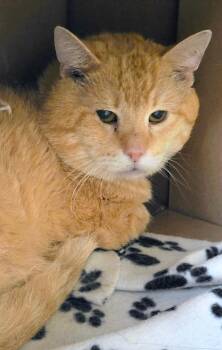 Defiant -  Domestic Short Hair Cat for Adoption in Bloomington, Indiana - Defiant | PetCurious