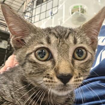 Tommy -  Domestic Short Hair Cat for Adoption in San Antonio, Texas - Tommy | PetCurious
