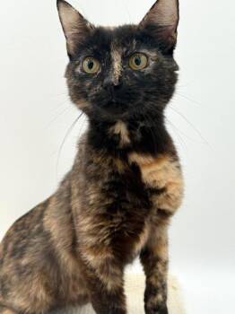 Mama Mia -  Domestic Short Hair Cat for Adoption in Bowling Green, Kentucky - Mama Mia | PetCurious