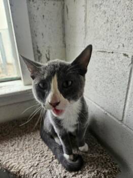Blake -  Domestic Short Hair Cat for Adoption in Ontario, California - Blake | PetCurious