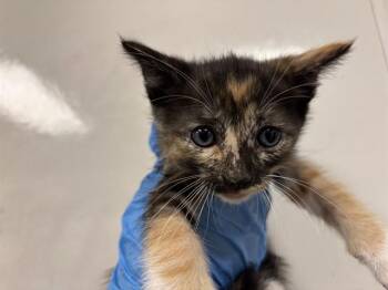 JELLO -  Domestic Short Hair Cat for Adoption in Ontario, California - JELLO | PetCurious