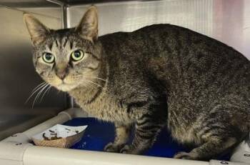 Rescue Domestic Short Hair Cats for Adoption in Annapolis, Maryland - Tiger (with MaMa) | PetCurious