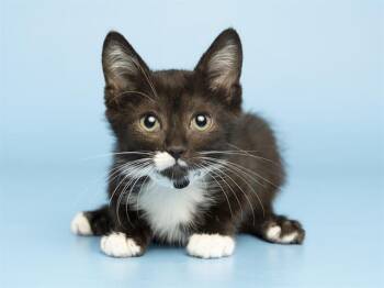 MIMI -  Domestic Short Hair Cat for Adoption in Phoenix, Arizona - MIMI | PetCurious