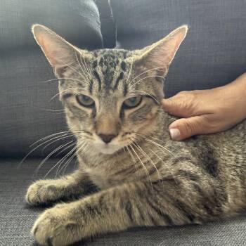 Sydney -  Domestic Short Hair Cat for Adoption in Berkeley Heights, New Jersey - Sydney | PetCurious