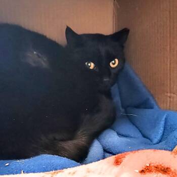 Domestic Short Hair Cats Available for Adoption in Laramie, Wyoming - Sharron (Barn Cat) | PetCurious