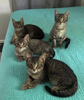 Soultrain -  Domestic Short Hair Cat for Adoption in Sedalia, Colorado - Soultrain | PetCurious