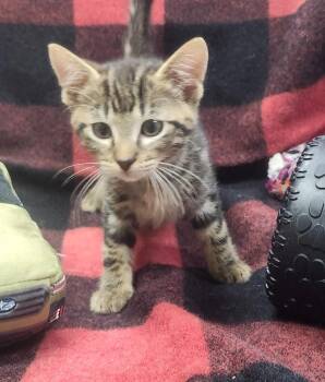 Dale -  Domestic Short Hair Cat for Adoption in Little Rock, Arkansas - Dale | PetCurious