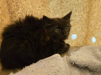 Rescue Domestic Medium Hair Cats for Adoption in Kent, Washington - ABOLETH | PetCurious