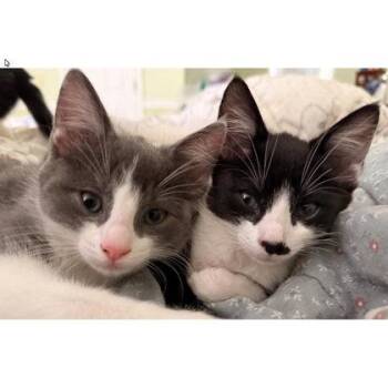 Charli Cottage, adopt with Greyson -  Domestic Short Hair Cat for Adoption in Hudson, Massachusetts - Charli Cottage, Adopt With Greyson | PetCurious