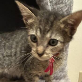 Fulmar 21 -  Domestic Short Hair Cat for Adoption in Austin, Texas - Fulmar 21 | PetCurious