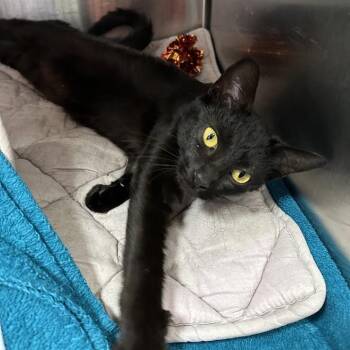 Jinx -  American Shorthair Cat for Adoption in Oak Ridge, Tennessee - Jinx | PetCurious
