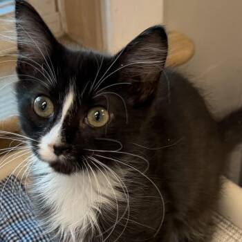Gizmo -  Domestic Long Hair Cat for Adoption in Fernandina Beach, Florida - Gizmo | PetCurious