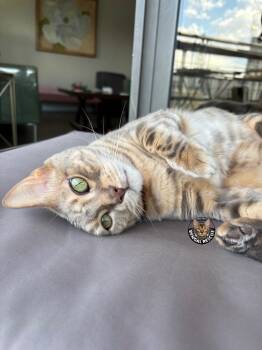 Rescue Bengal Cats for Adoption in Millcreek, Utah - Belle | PetCurious
