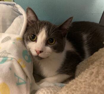 Rescue Domestic Short Hair Cats for Adoption in Winnipeg, Manitoba - Miss Piggy | PetCurious