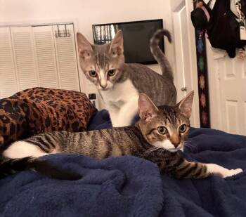Onyx (bonded with Oliver) -  Tabby Cat for Adoption in Tampa, Florida - Onyx (bonded With Oliver) | PetCurious