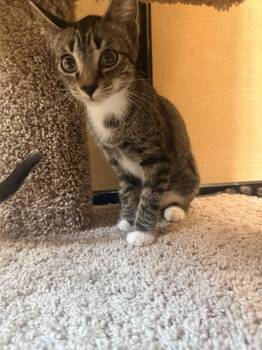 Rogue (2486) -  Tiger Cat for Adoption in Zephyrhills, Florida - Rogue (2486) | PetCurious