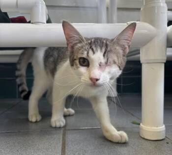 Domestic Short Hair Cats Available for Adoption - Gizmo | PetCurious
