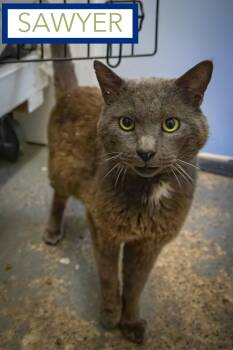 Domestic Short Hair Cats Available for Adoption in Greenville, Delaware - Sawyer (FCID# 05/18/2026 - 2 Trainer) | PetCurious