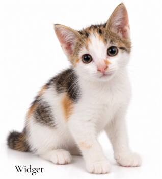 Widget -  Domestic Short Hair Cat for Adoption in Stevensville, Michigan - Widget | PetCurious