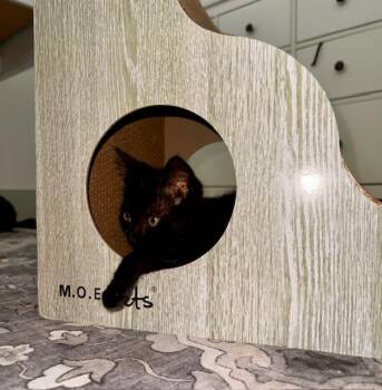 Rescue Domestic Short Hair Cats for Adoption in Beaverton, Oregon - Ziggy | PetCurious