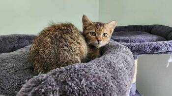 Rescue Domestic Short Hair Cats for Adoption in Camden, South Carolina - Tara (Available For Pre-adoption) | PetCurious