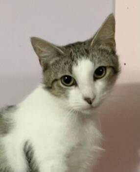 Steve -  Domestic Short Hair Cat Available for Adoption in Dublin, Ohio - Steve | PetCurious