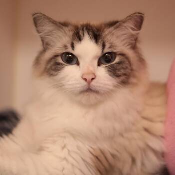 Julie -  Domestic Medium Hair Cat for Adoption in Philadelphia, Pennsylvania - Julie | PetCurious