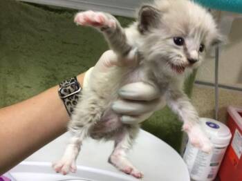 Domestic Short Hair Cats Available for Adoption in Riverside, California - BROCCOLI CHEDDAR | PetCurious