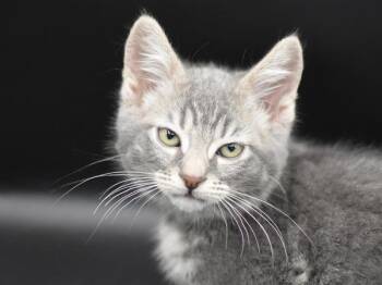 Guppy -  Domestic Short Hair Cat for Adoption in Portland, Oregon - Guppy | PetCurious