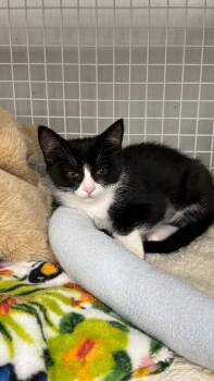 Tilly -  Domestic Short Hair Cat for Adoption in Diamond Springs, California - Tilly | PetCurious
