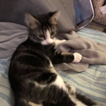 Rescue Domestic Long Hair and Maine Coon Cats for Adoption in Sacramento, California - Tally | PetCurious