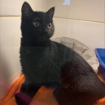 Bunny -  Domestic Short Hair Cat for Adoption in New York, New York - Bunny | PetCurious