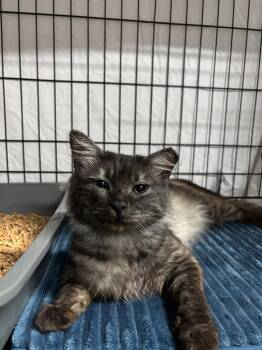 Bandit -  Maine Coon and Domestic Long Hair Cat Available for Adoption - Bandit | PetCurious